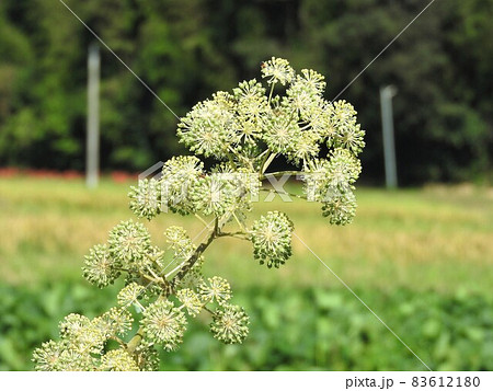 ウドの花 83612180