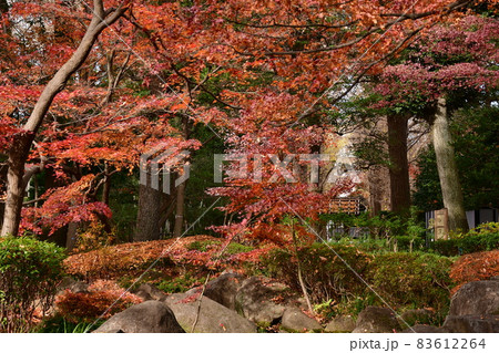 大田黒公園 晩秋 大田黒公園 晩秋 83612264
