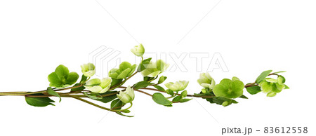 Green hellebore flowers in a line floral arrangement isolated on white Green hellebore flowers in a line floral arrangement isolated on white 83612558