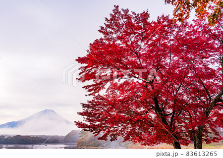 (山梨県)精進湖畔の紅葉と富士山 (山梨県)精進湖畔の紅葉と富士山 83613265