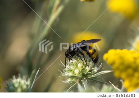 Scolia hirta Hymenoptera, Scoliidae sitting on a yellow flower Scolia hirta Hymenoptera, Scoliidae sitting on a yellow flower 83613281