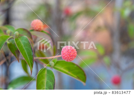 常緑ヤマボウシの赤い実 常緑ヤマボウシの赤い実 83613477