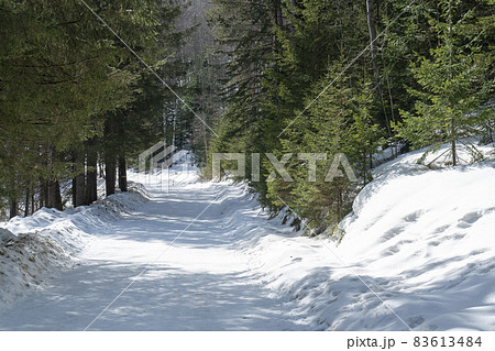 Snow-covered road with green trees on the side. 83613484