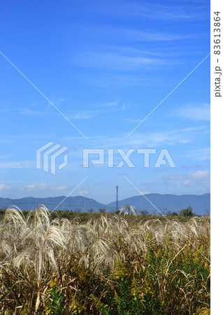 ススキと青空 83613864