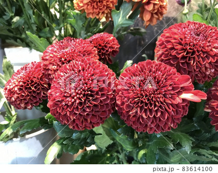 赤いピンポンマムの花 丸い菊の花の写真素材