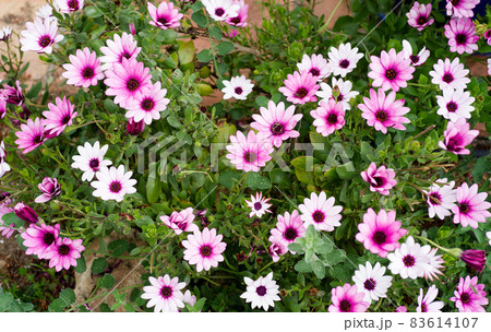 White, Pink and purple Erigeron and osteospermum White, Pink and purple Erigeron and osteospermum 83614107