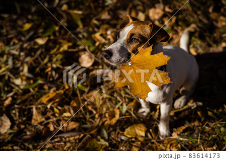 Jack russell terrier dog holding a yellow maple leaf in the autumn forest. 83614173