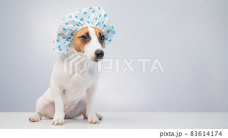 Funny friendly dog jack russell terrier takes a bath with foam in a shower cap on a white background. Copy space 83614174