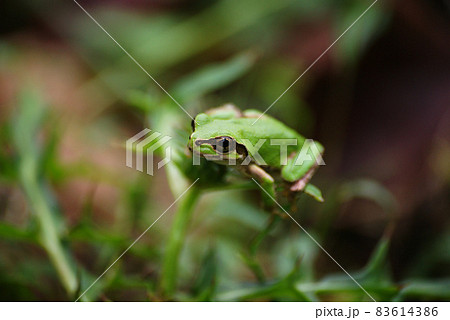 アマガエル 83614386