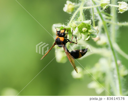 スズバチ 83614576