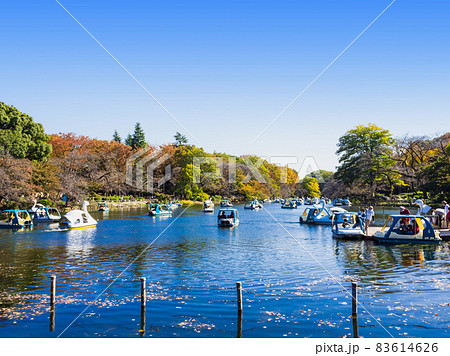 井の頭公園 秋の休日 井の頭公園 秋の休日 83614626