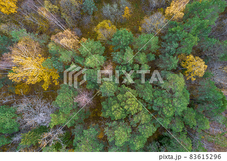 Directly above aerial drone full frame shot of green emerald pine forests and yellow foliage groves with beautiful texture of treetops. Beautiful fall season scenery. Mountains in autumn golden colors 83615296