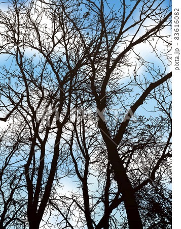 Spreading branches 83616082