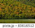 Green trees forest, autumn coming. Beautiful background with top view on the woods. 83616512