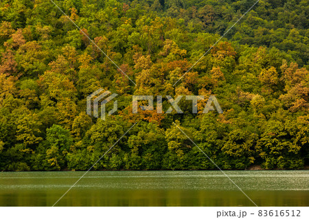 Green trees forest, autumn coming. Beautiful background with top view on the woods. 83616512