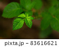 Green leaves on the plant, close-up of foliage into the woods. Nature environment 83616621