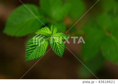 Green leaves on the plant, close-up of foliage into the woods. Nature environment 83616621