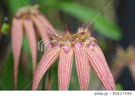 11月 鎌倉1283バルボフィラム・ラン科・大船フラワーセンター 11月 鎌倉1283バルボフィラム・ラン科・大船フラワーセンター 83617340