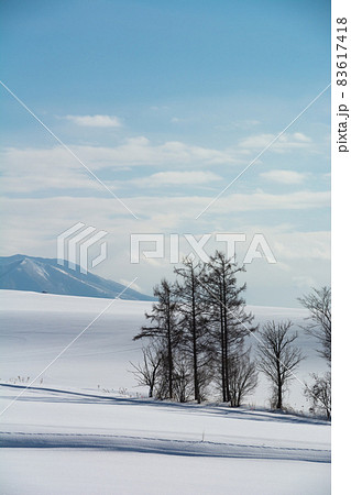 雪原に立つカラマツと雪山 83617418