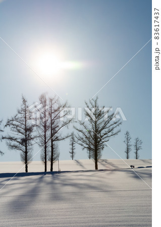 冬の青空と雪原に伸びるカラマツの影 冬の青空と雪原に伸びるカラマツの影 83617437