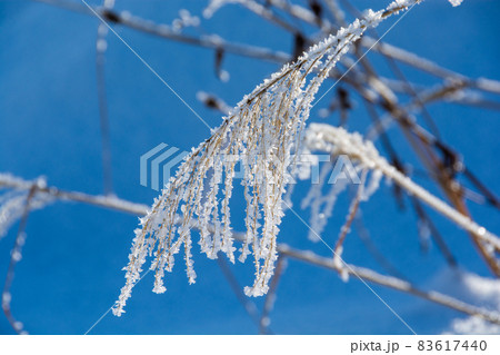 冬のススキの穂に付いた雪と霧氷 83617440