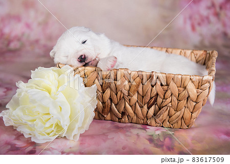 White fluffy small Samoyed puppy dog in the basket White fluffy small Samoyed puppy dog in the basket 83617509