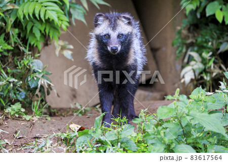 多摩動物公園 ホンドタヌキ 多摩動物公園 ホンドタヌキ 83617564