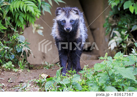 多摩動物公園 ホンドタヌキ 多摩動物公園 ホンドタヌキ 83617567