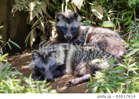 多摩動物公園 ホンドタヌキ 多摩動物公園 ホンドタヌキ 83617614