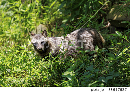多摩動物公園 ホンドタヌキ 多摩動物公園 ホンドタヌキ 83617627