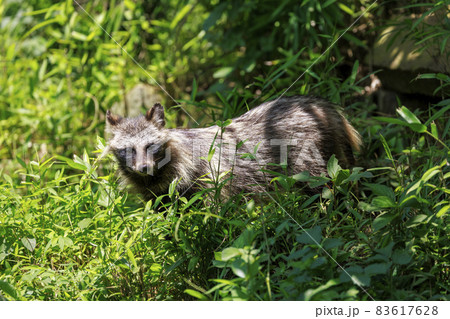 多摩動物公園 ホンドタヌキ 多摩動物公園 ホンドタヌキ 83617628