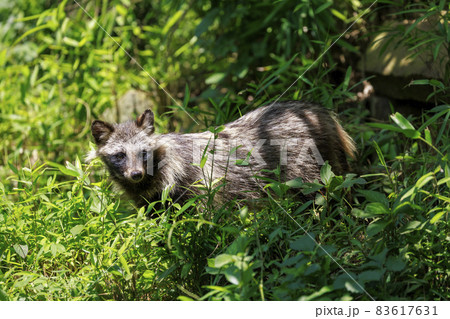 多摩動物公園　ホンドタヌキ 83617631