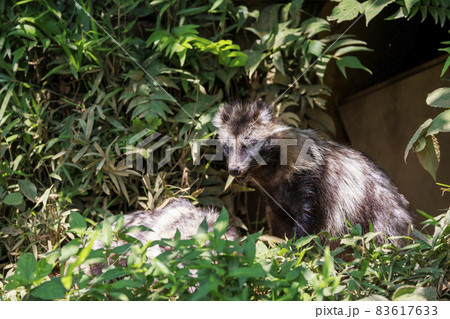 多摩動物公園　ホンドタヌキ 83617633