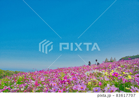 青空と満開の秋桜 青空と満開の秋桜 83617707