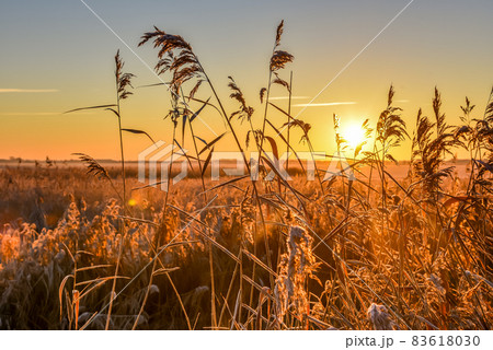 Den Helder, Netherlands. September 2016. Sunset at the wetlands of Mariendal in Den helder, Holland. 83618030