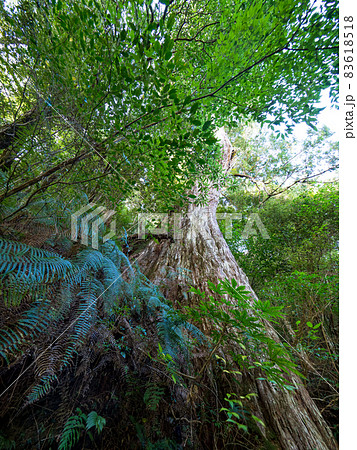 ウッド 木材 木 83618518