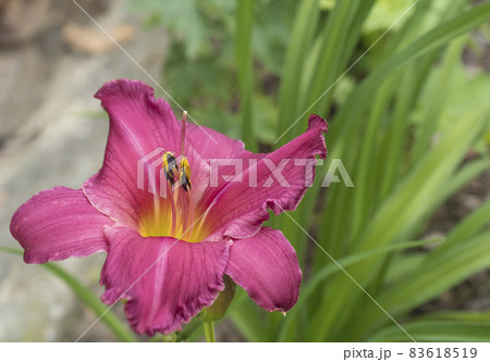 Close up single dark purple pink flower of daylily, Hemerocallis lilioasphodelus close-up blossom on the background of blurred garden, selective focus. 83618519
