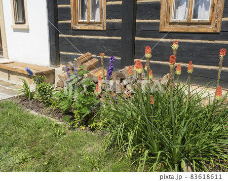 view of flower bed in front of wooden rustic cottage with blooming Kniphofia, Consolida and lupin flowers and chopped wood 83618611