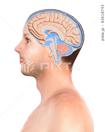 Diagram Illustrating Cerebrospinal Fluid CSF in the Brain Central Nervous System. Brain structure,2d graphic, Diagram Illustrating Cerebrospinal Fluid CSF in the Brain Central Nervous System. Brain structure,2d graphic, 83618743