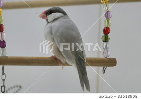 ブンチョウ、文鳥 ブンチョウ、文鳥 83618908