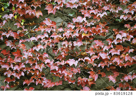 紅葉するツタの這う高速道路側道壁面 紅葉するツタの這う高速道路側道壁面 83619128