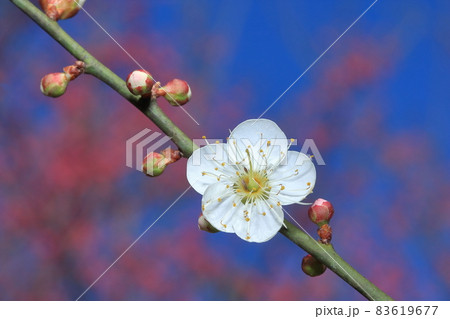 梅 梅の花 うめ 83619677