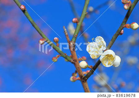 梅 梅の花 うめ 83619678