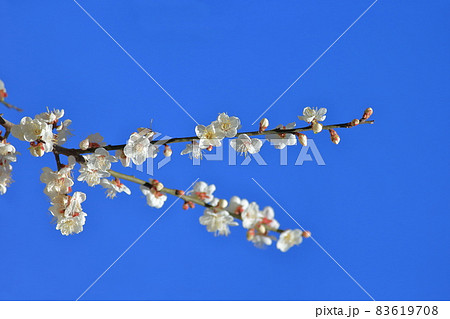 梅 梅の花 うめ 83619708