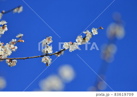 梅 梅の花 うめ 83619709