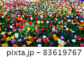 カラフルに咲く色とりどりのチューリップ 83619767