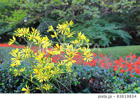 黄色いツワブキの花（赤いサルビアの背景） 83619834