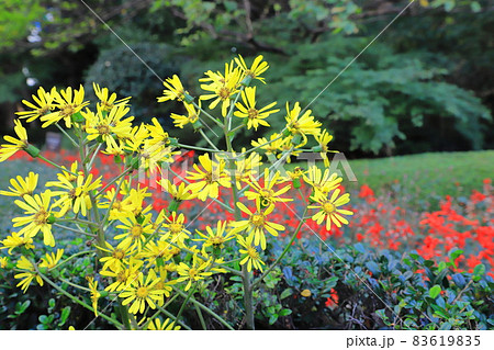 黄色いツワブキの花 赤いサルビアの背景 の写真素材 6195