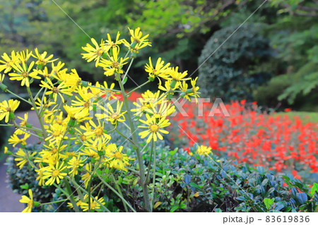 黄色いツワブキの花(赤いサルビアの背景) 黄色いツワブキの花(赤いサルビアの背景) 83619836