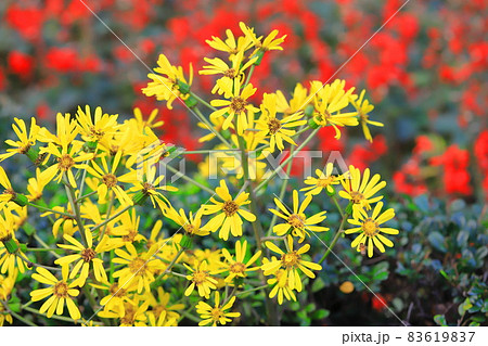 黄色いツワブキの花（赤いサルビアの背景） 83619837